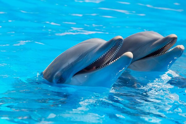 I delfini in acqua giocano eseguono comandi