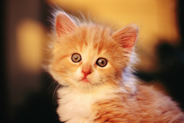 Fluffy red kitten. Beautiful