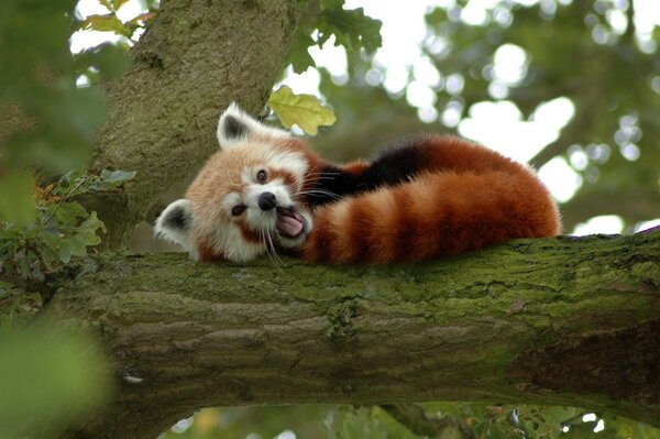 Roter Panda ruht auf einem Baum