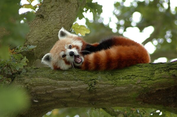 Red panda resting on a tree