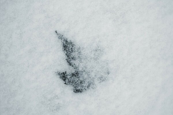 La Última hoja de otoño cubierta por la primera nieve