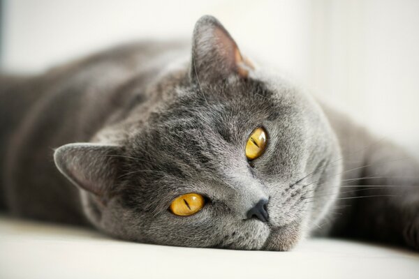 Grey British cat is resting