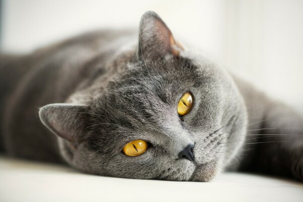 Gato británico gris descansa