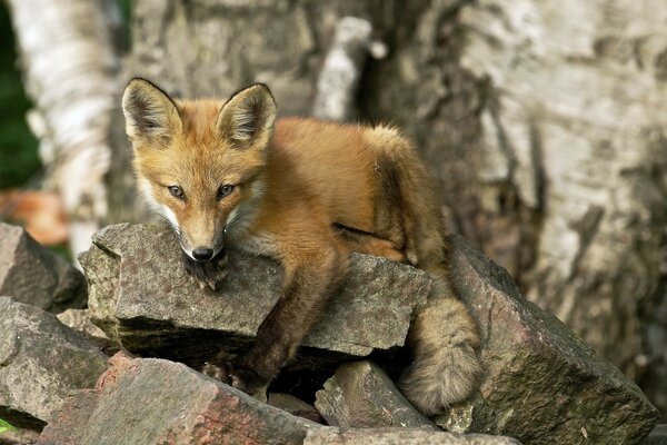 Little fox is resting on a rock