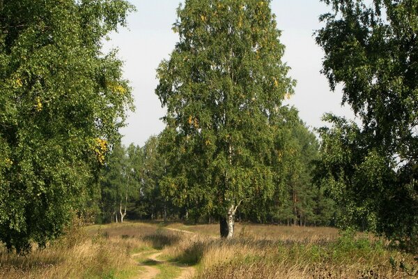 Landscape of nature. Grass and trees