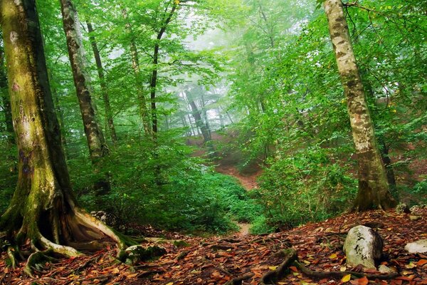 Forêt de feuillus vert photo