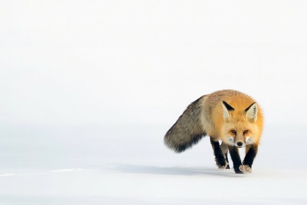 Renard roux va dans la neige