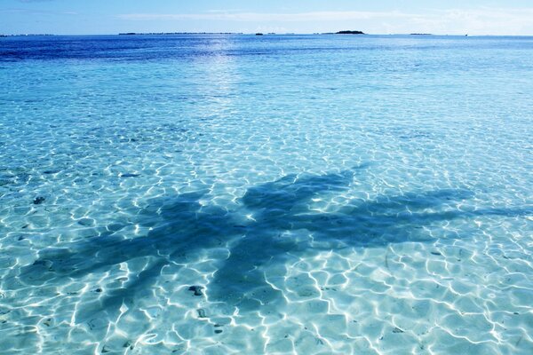 La sombra de una palmera azul en el agua