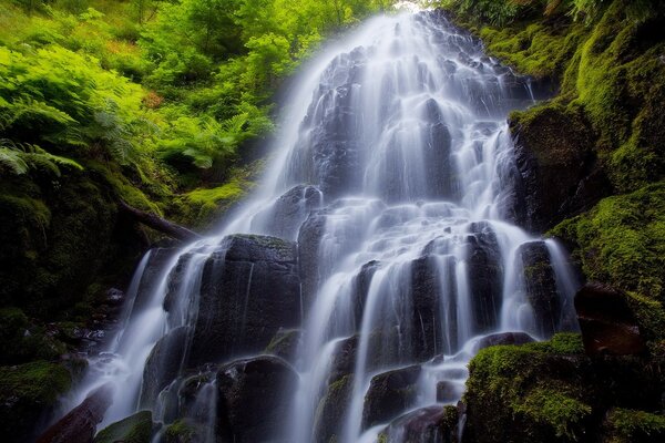 Schöner Wasserfall auf Steinen, umgeben von Vegetation