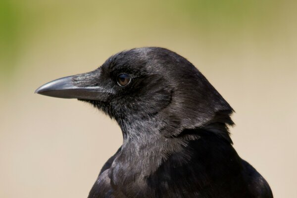 Corbeau noir sur fond flou