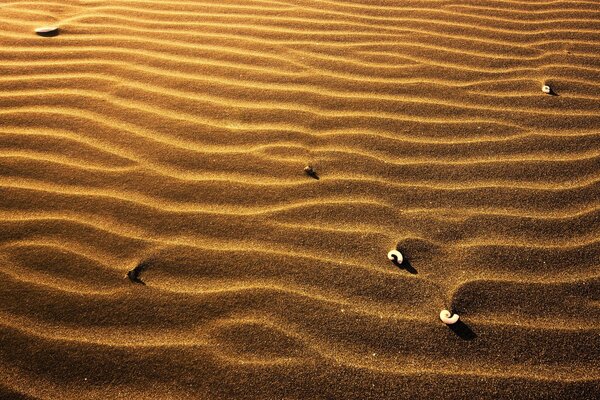 Sechs Muscheln auf goldenem Sand