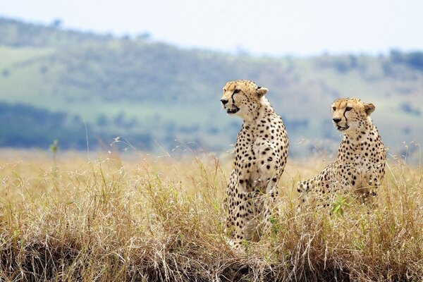Two cheetahs in the grass. Hunting