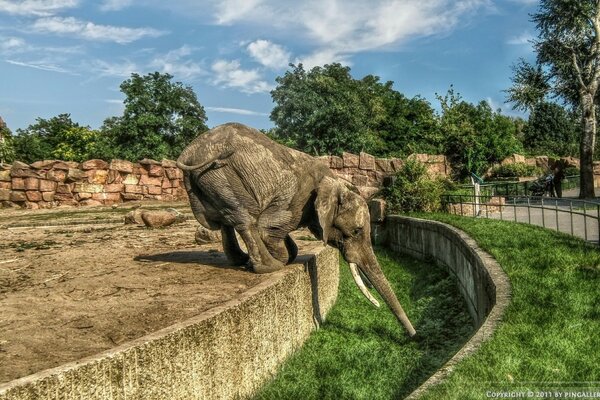 Elefante en zoológico comiendo hierba