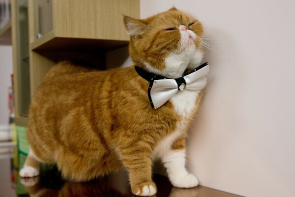 Humor Katze Gentleman Schmetterling