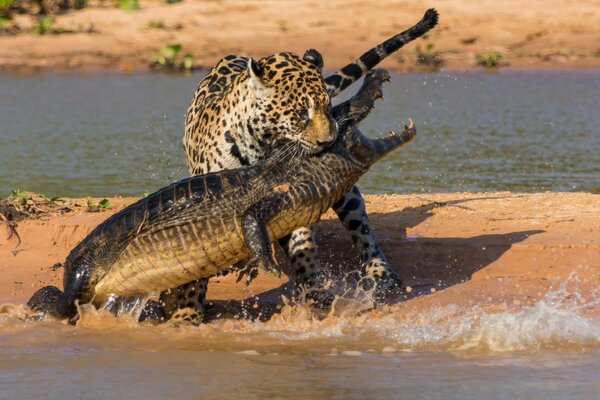 Bataille mortelle entre crocodile et Jaguar