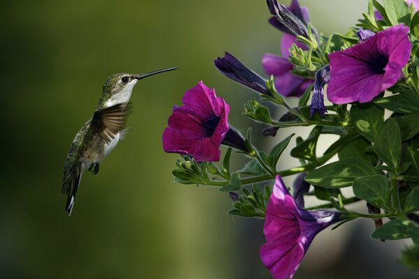 Ein heller Kolibri bestäubt Petunien