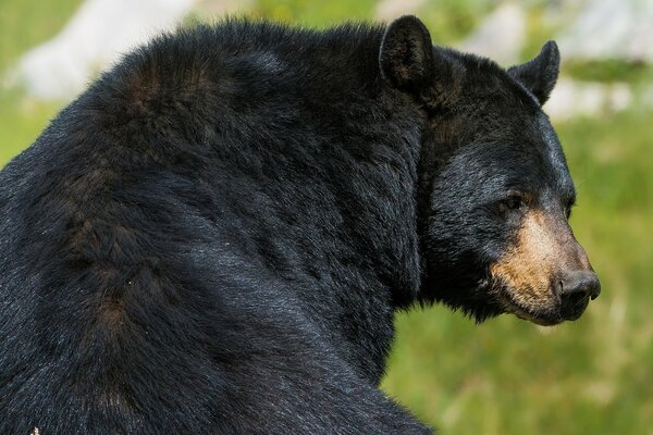 Black bear on a green meadow