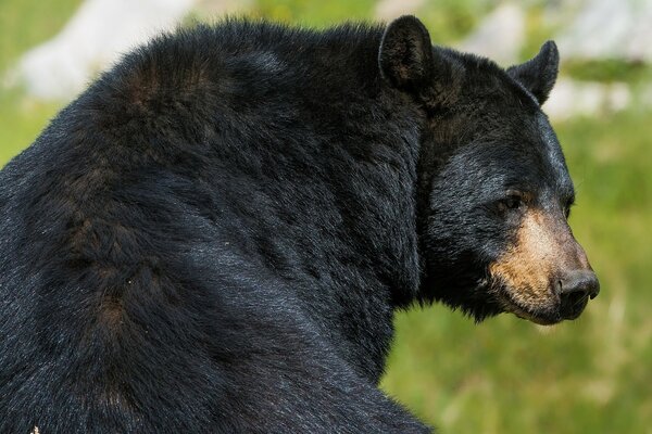 Czarny niedźwiedź na zielonej łące