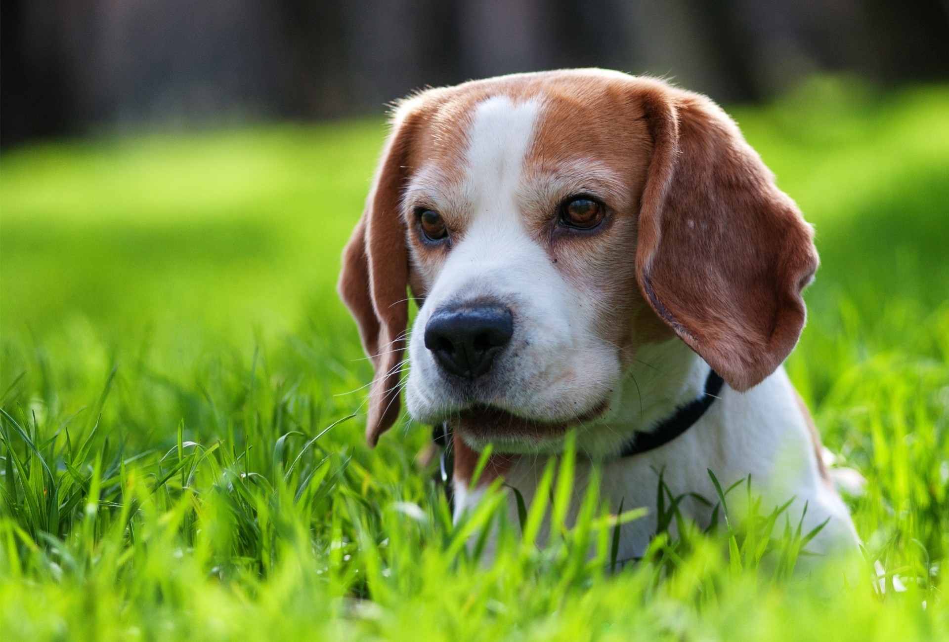 perro cachorro hierba paseo