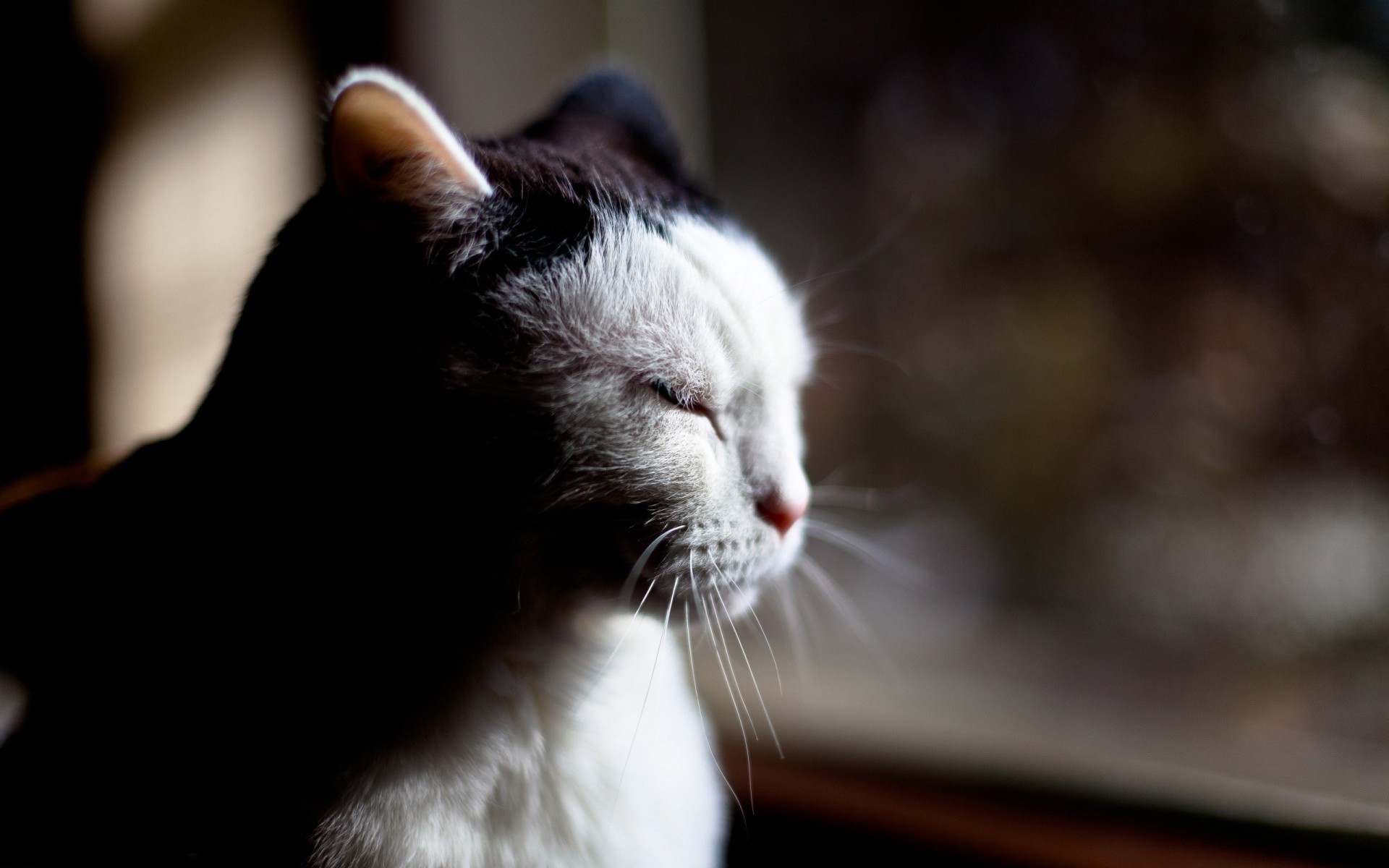 sombra dientes vista gato