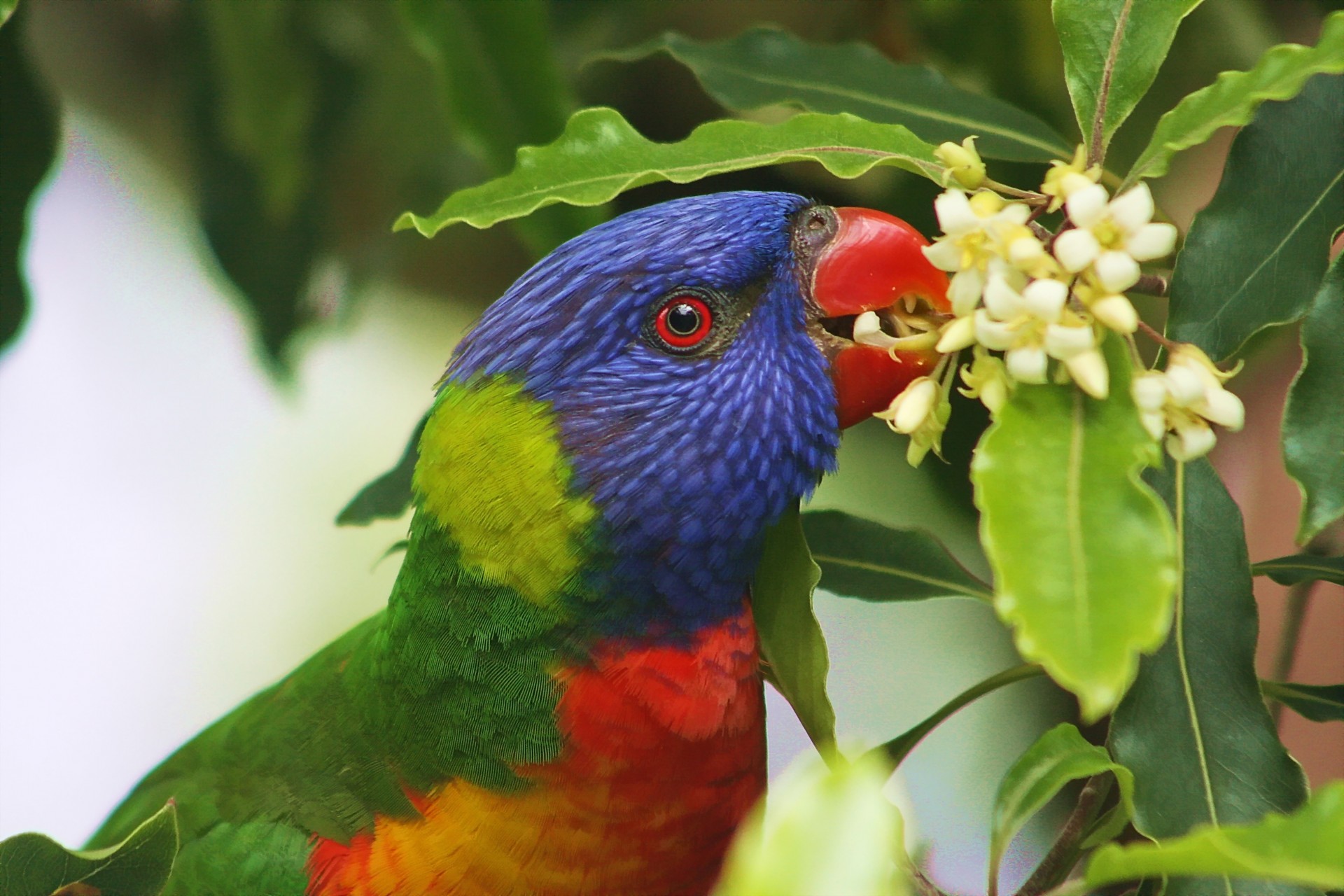 hoja pájaros loro flores