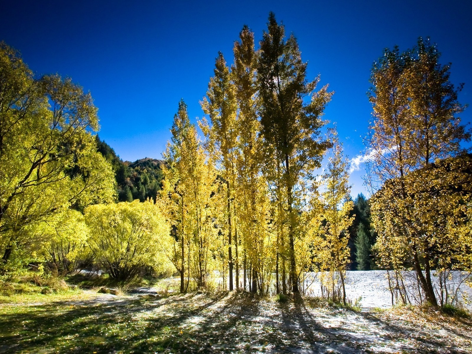 árboles luz otoño