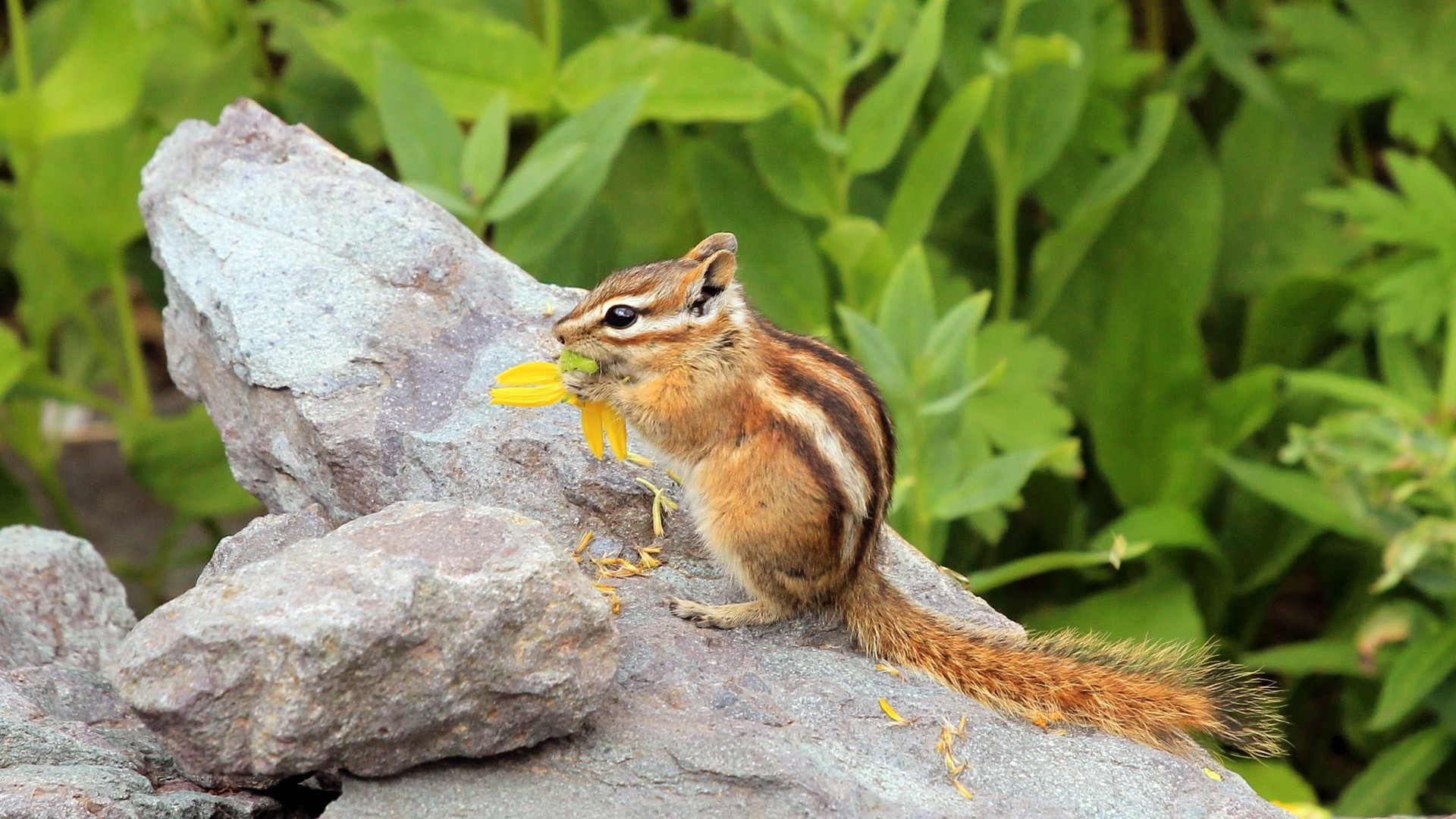 tier nagetier streifenhörnchen