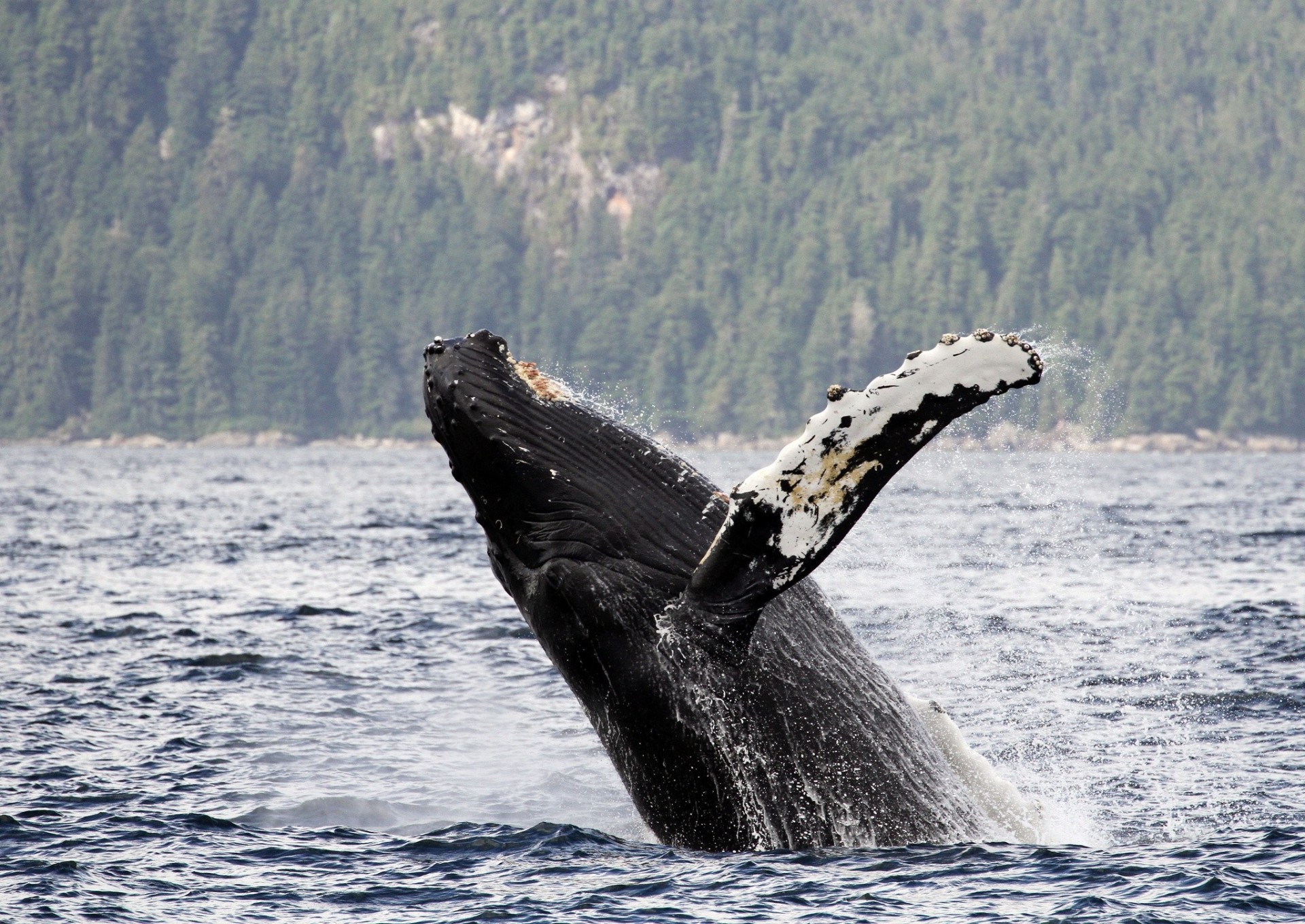 chatham strait alaska water underwater humpback whale long-armed whale gorbachev