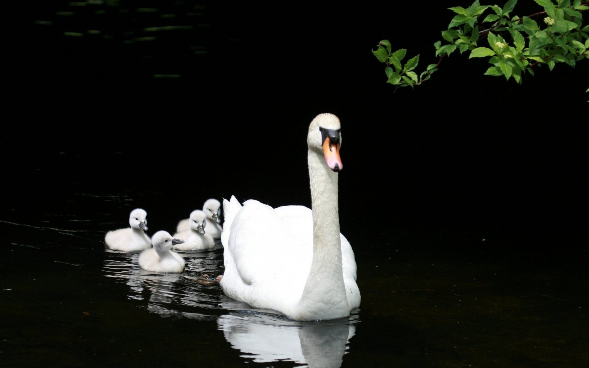 birds cubs swans lake