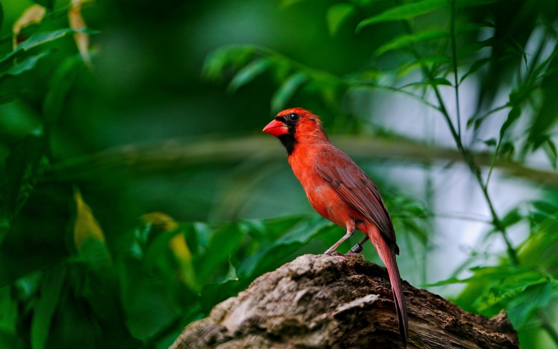 flügel roter vogel zweig