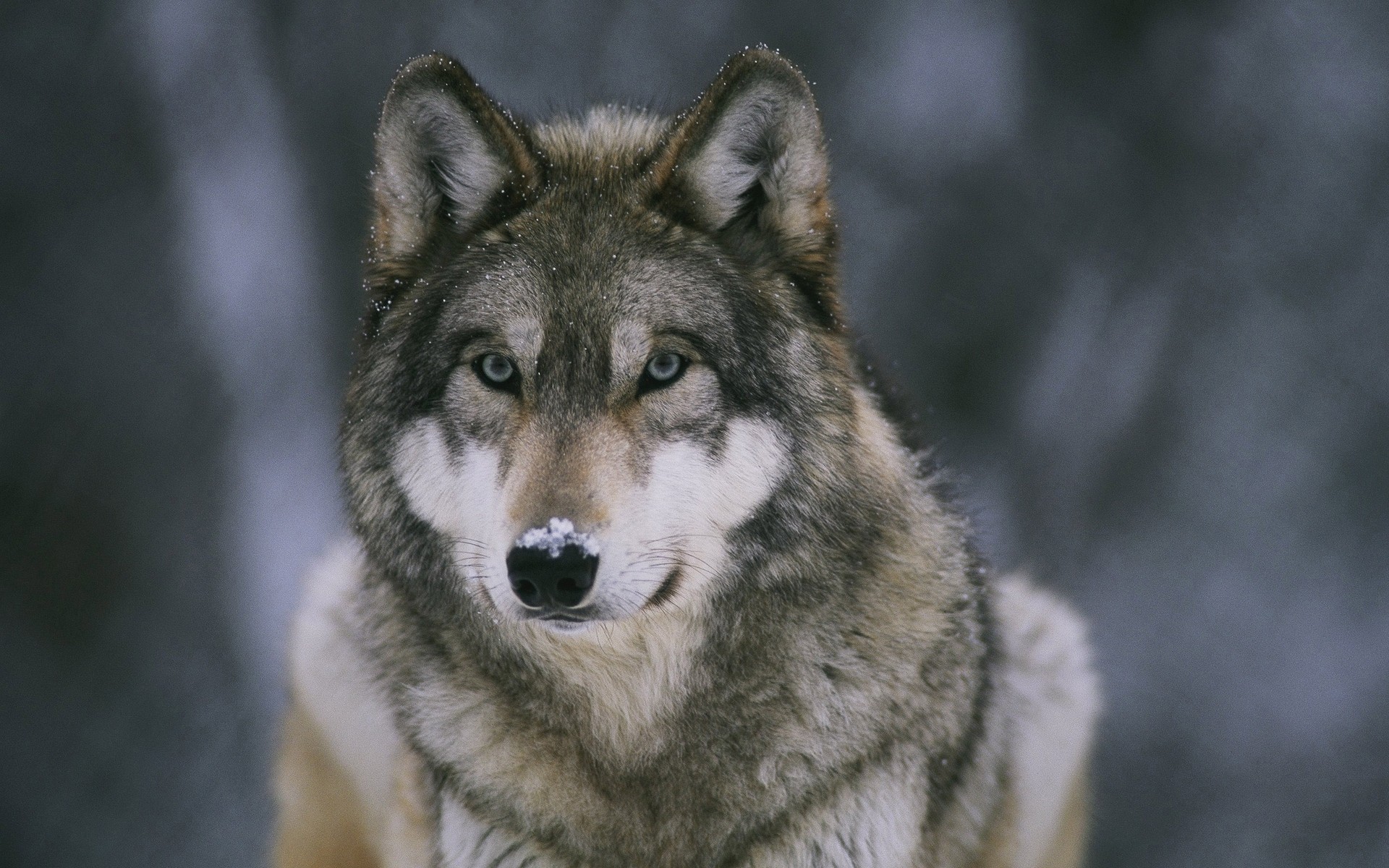 neige hiver vue loups