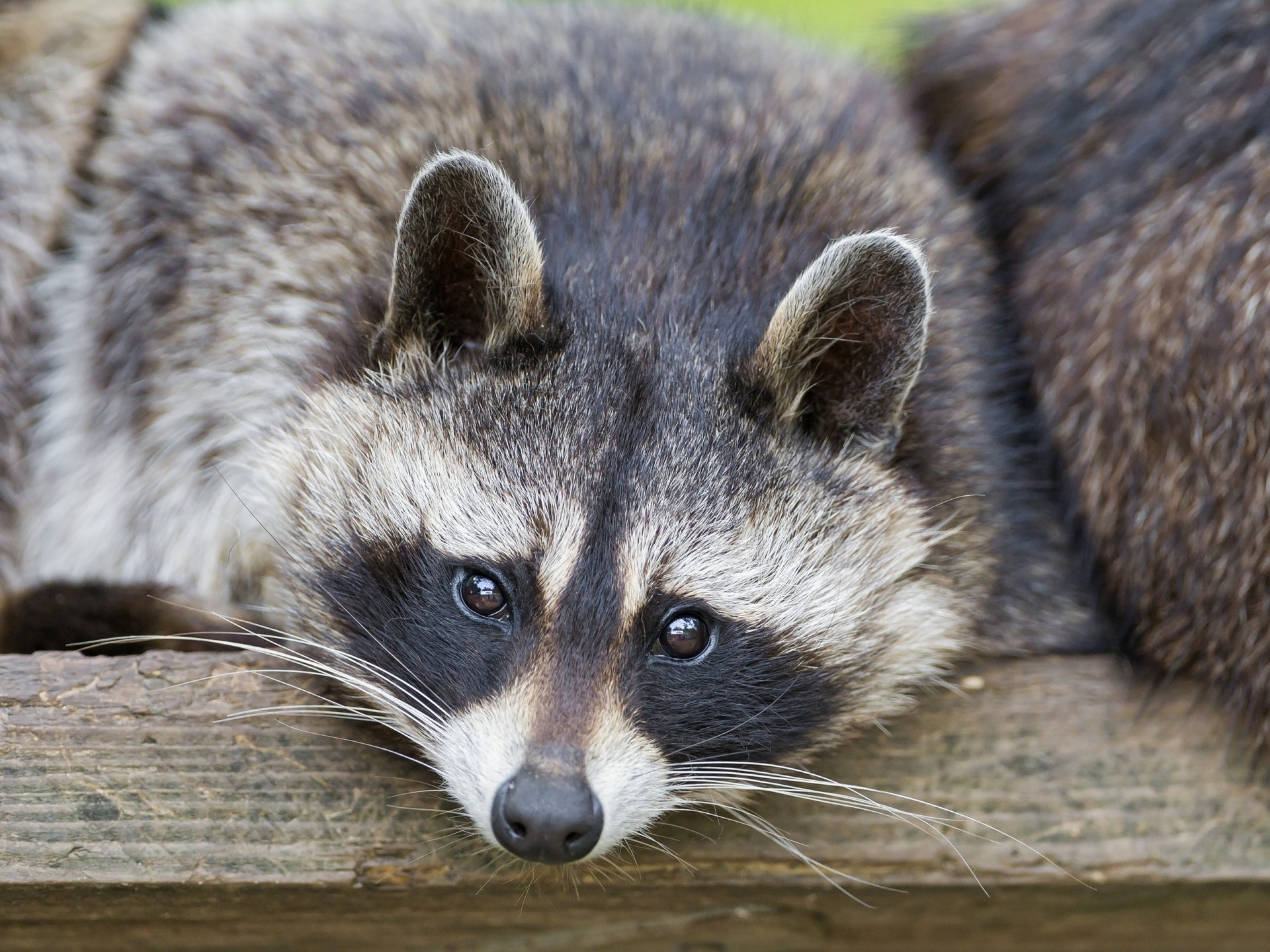 waschbär ansicht shayr-pferd