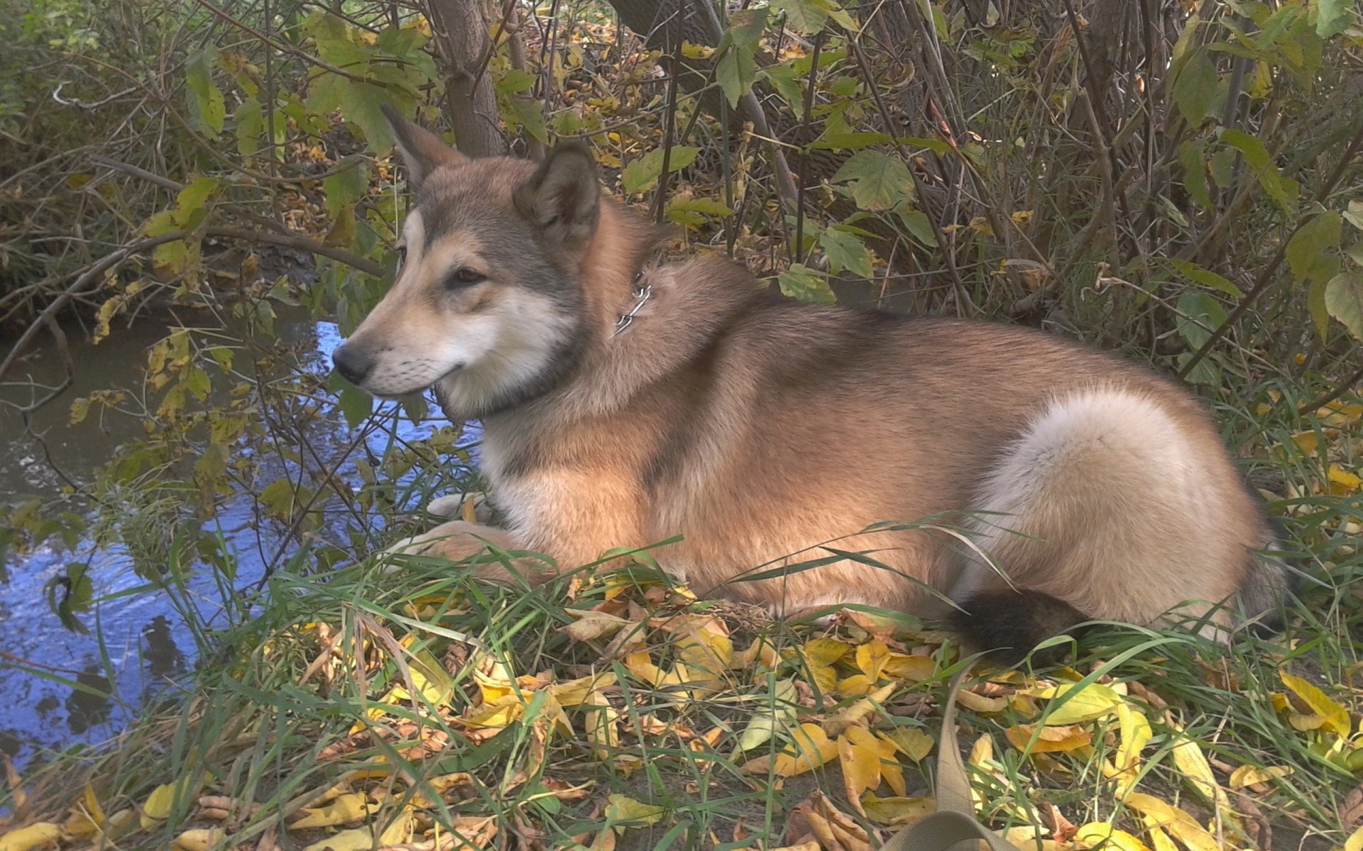 foglia cane malamute erba