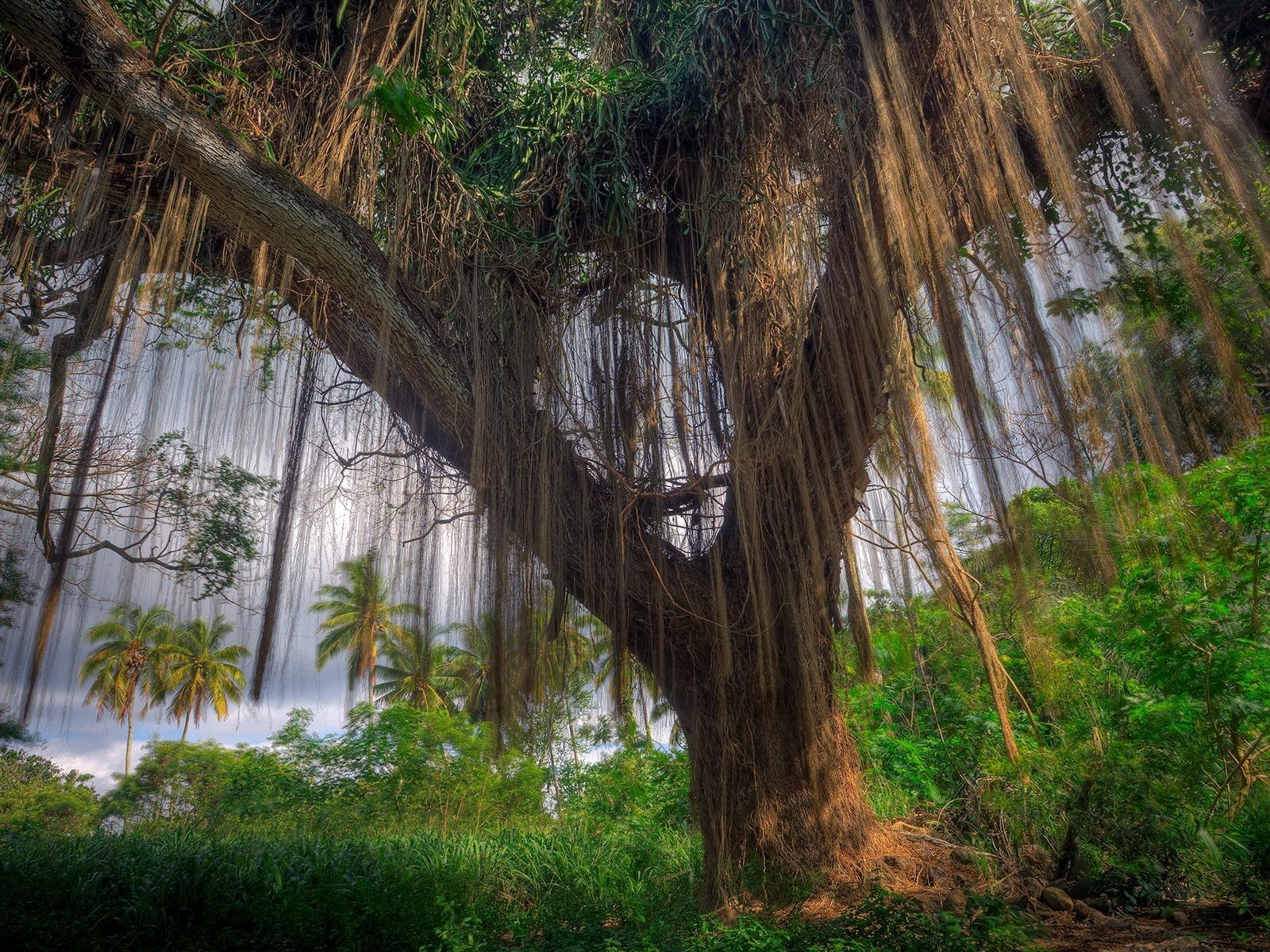 árbol plantas palmeras