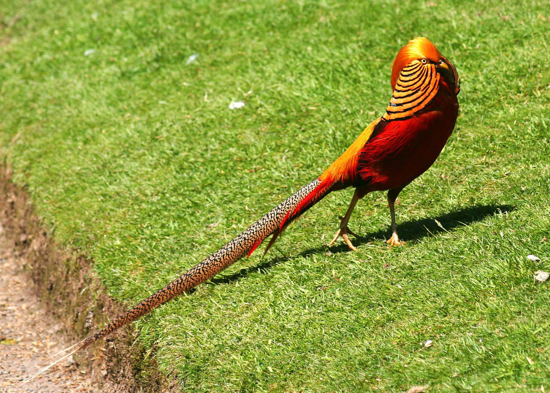 birds beak pheasant head