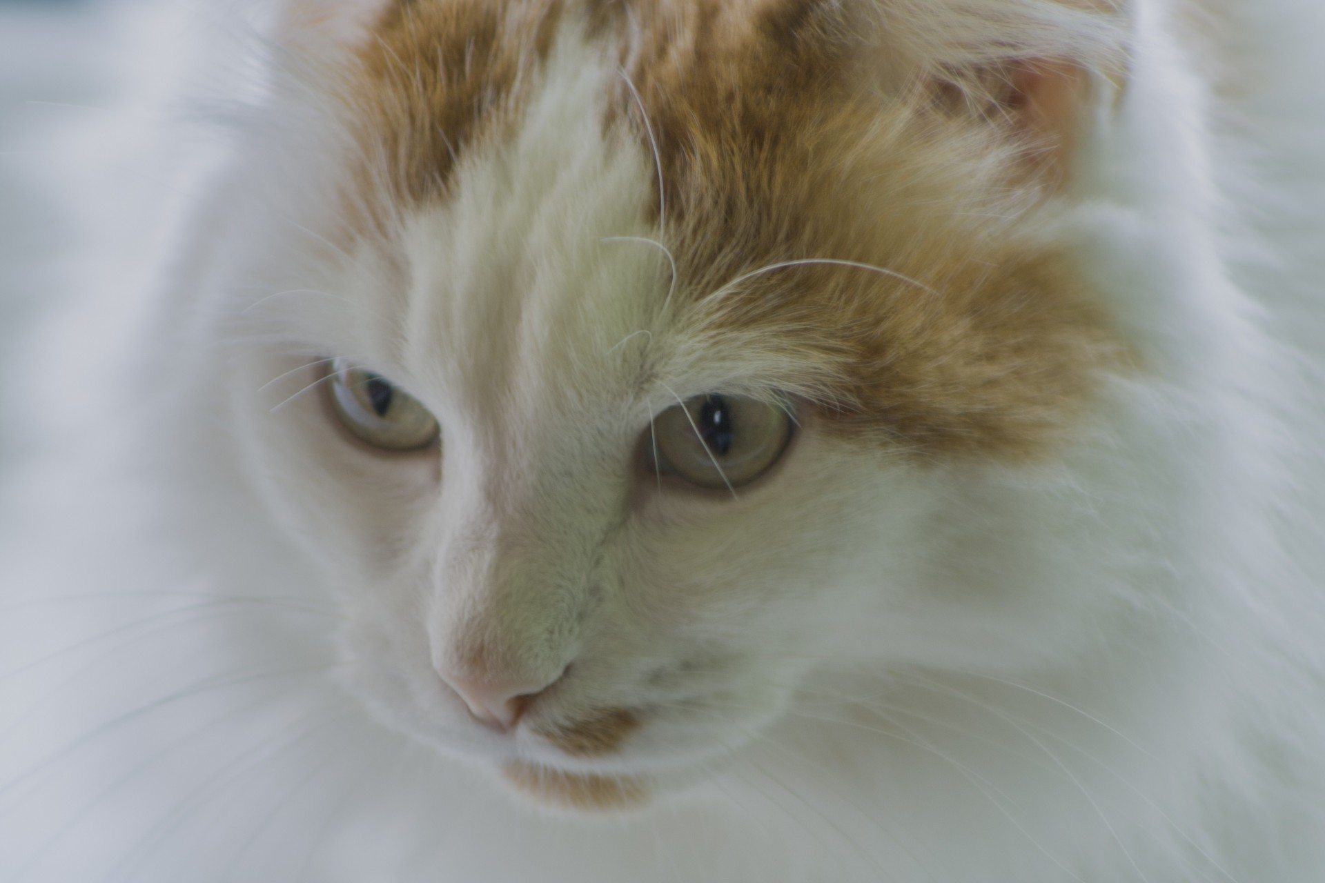 animales dientes blanco gato