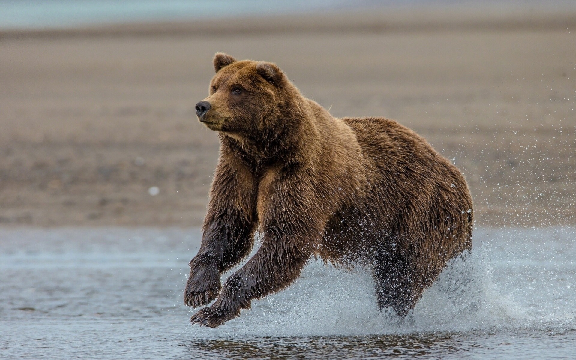 alaska bear lake lake clarke grizzly