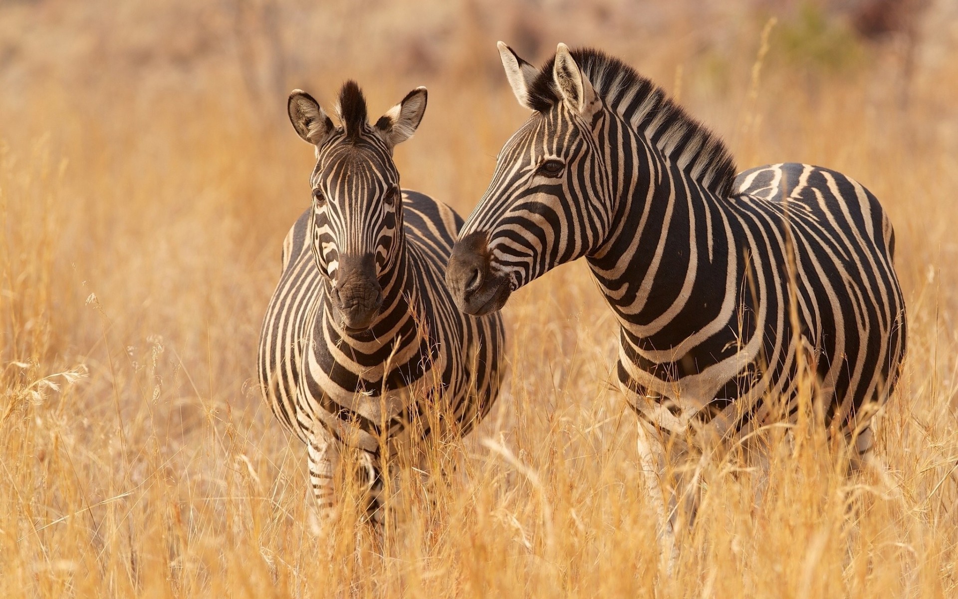 zebre savana erba