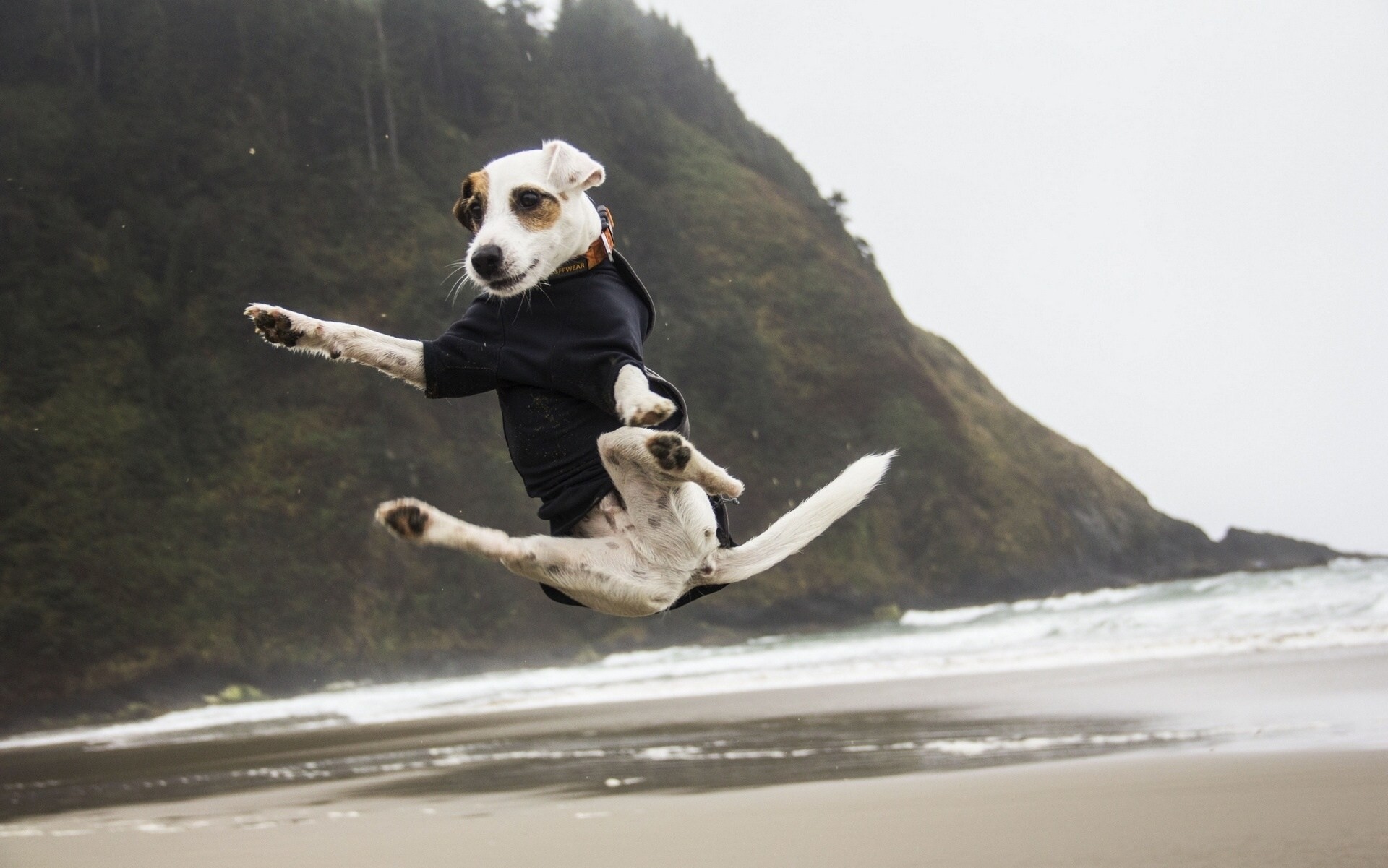 chien saut humeur jack russell terrier