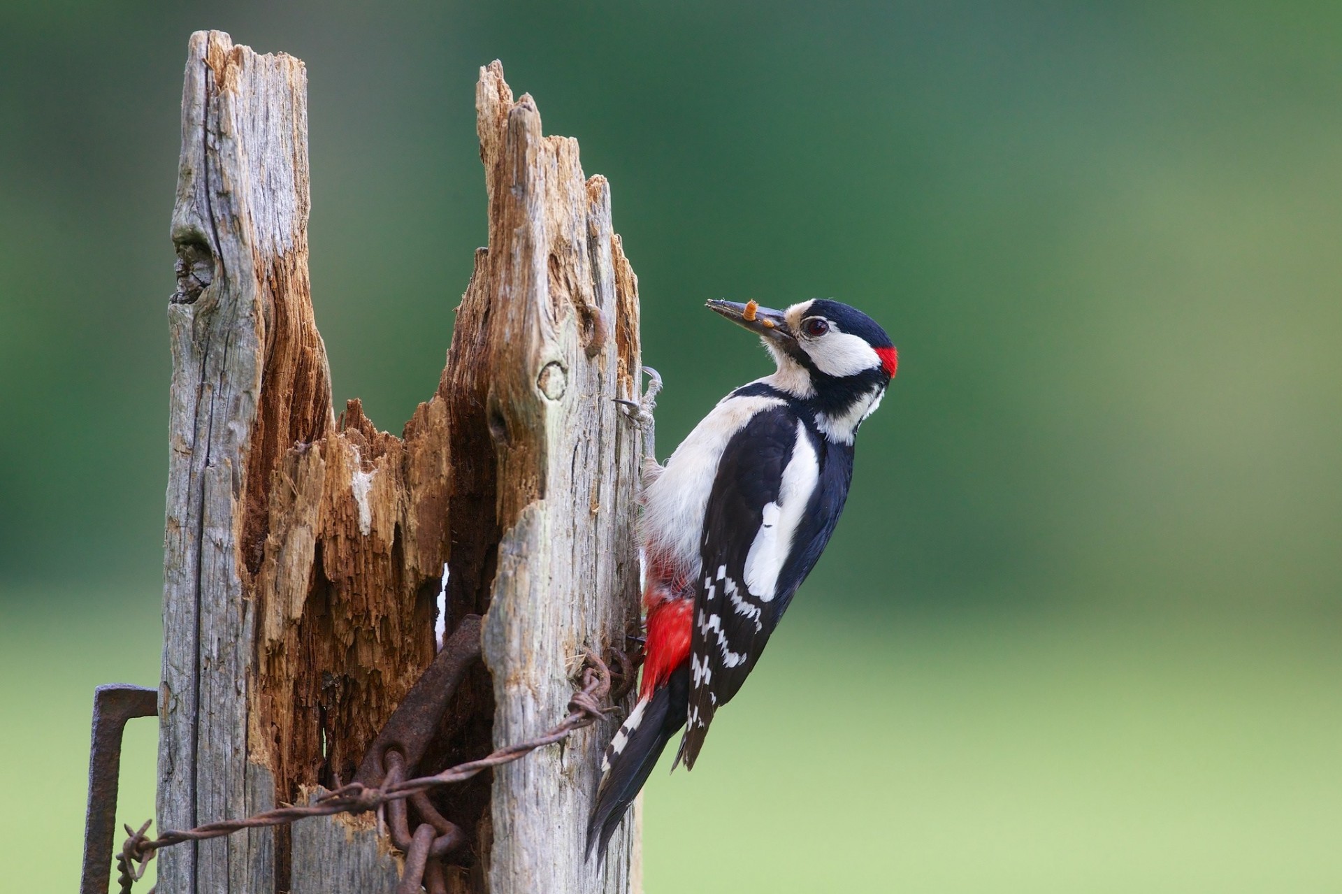 birds woodpecker sanitation