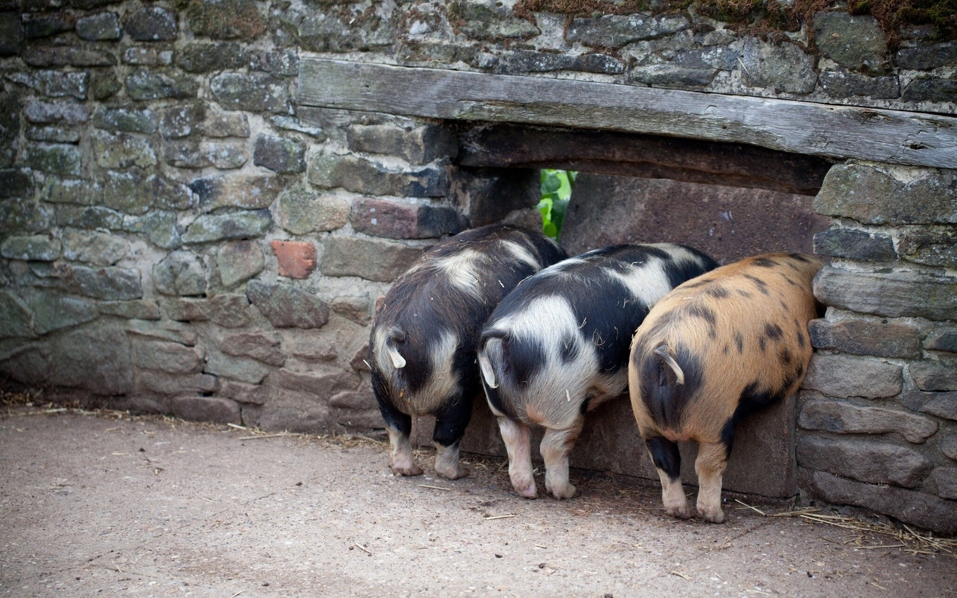 pig piglets wall