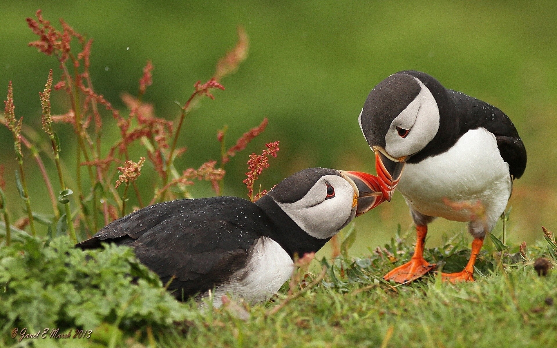 amour impasses oiseaux