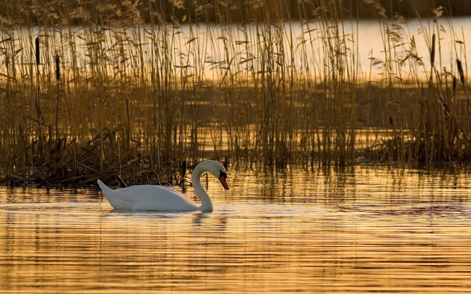 photo swan birds beautiful nature