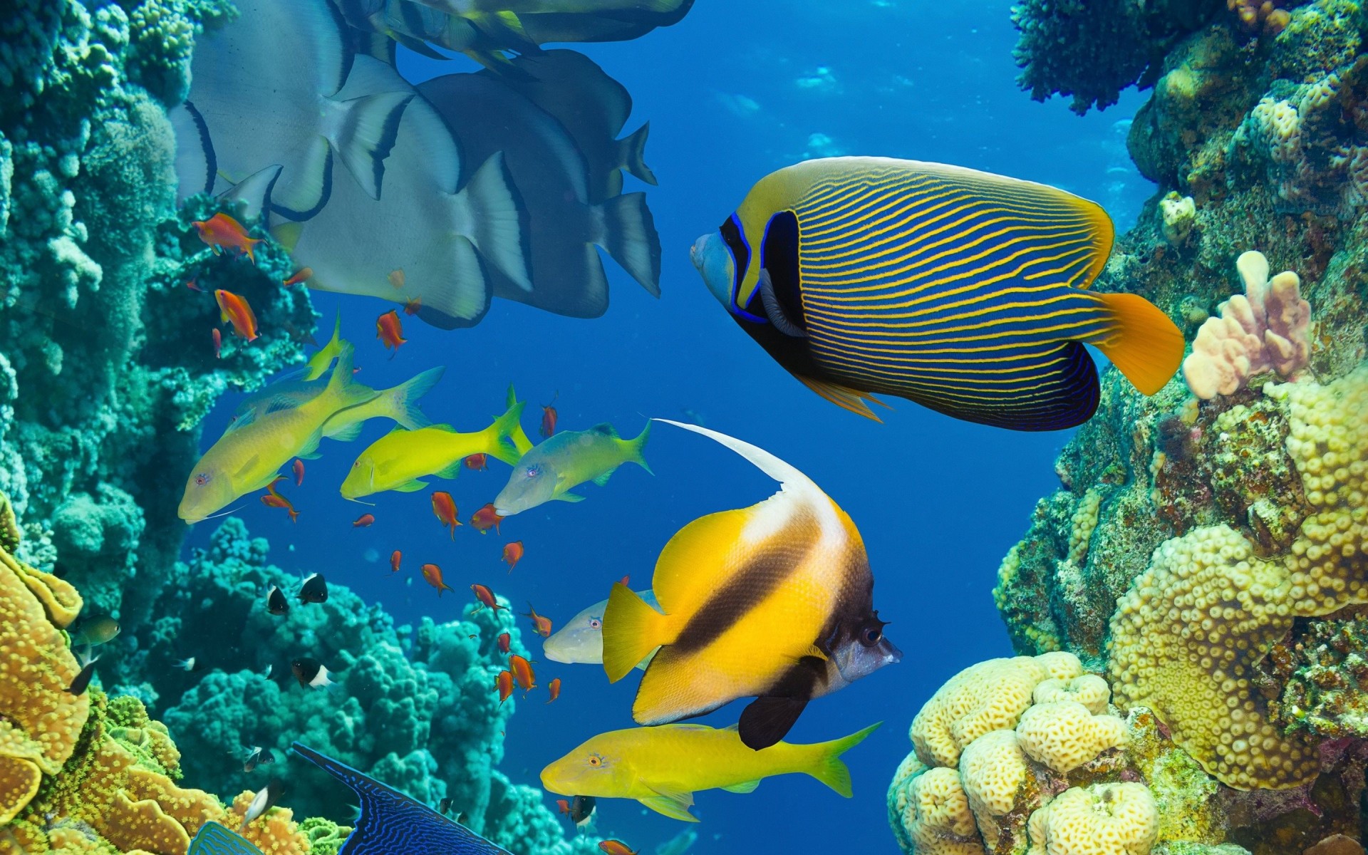 poisson récif de corail océan sous l eau mer