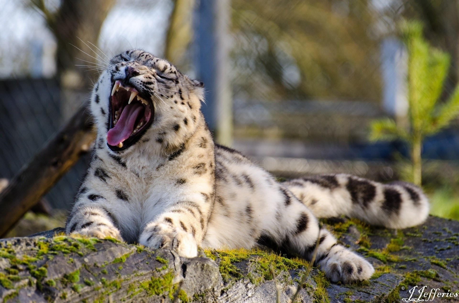 the beast mouth fangs wild cat yawns leopard