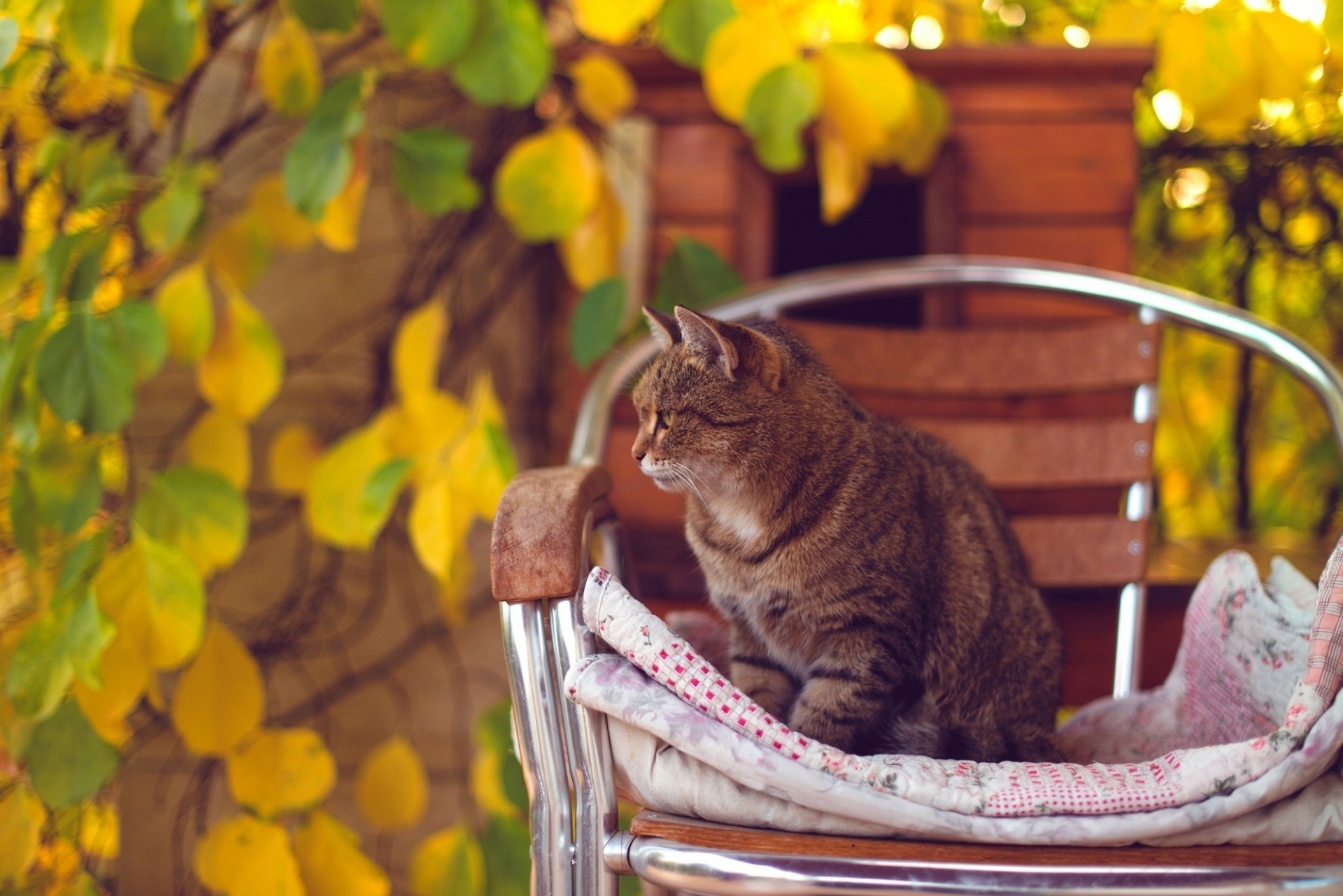 heet autumn chair cat