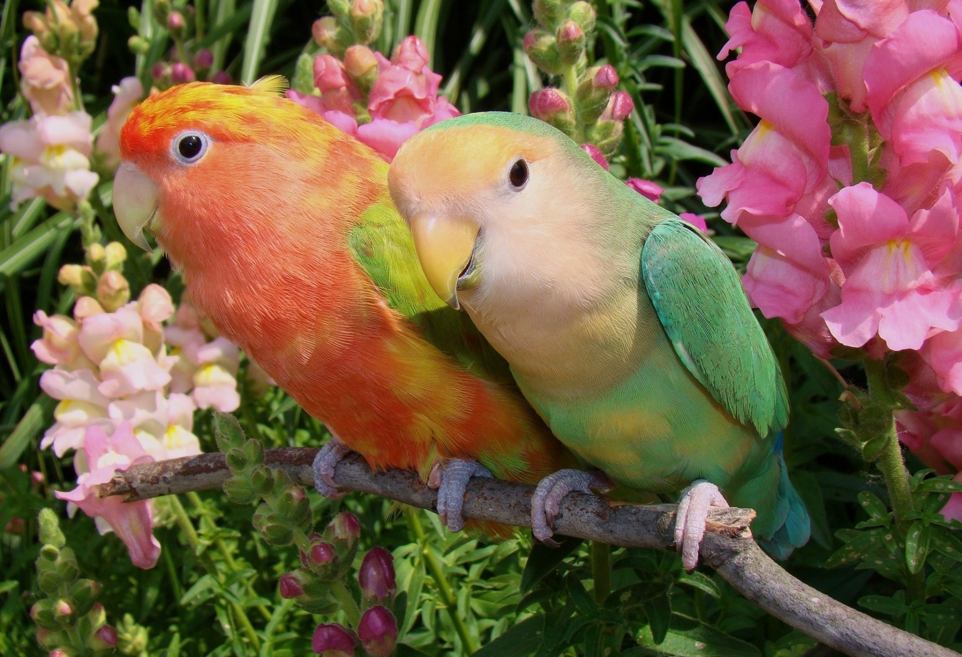 parrots lovebird flower couple