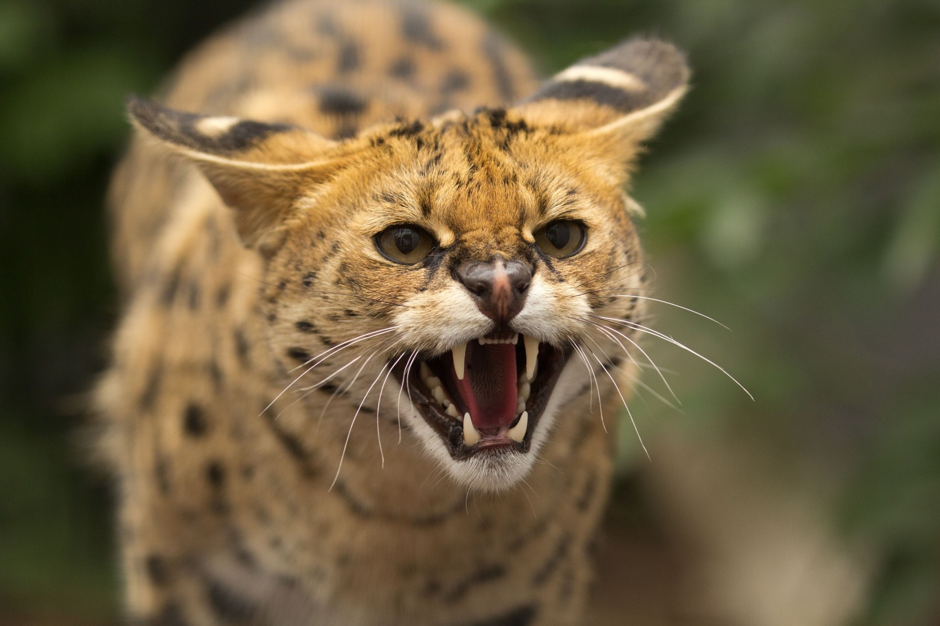 teeth fury mouth fangs serval wild cat animal