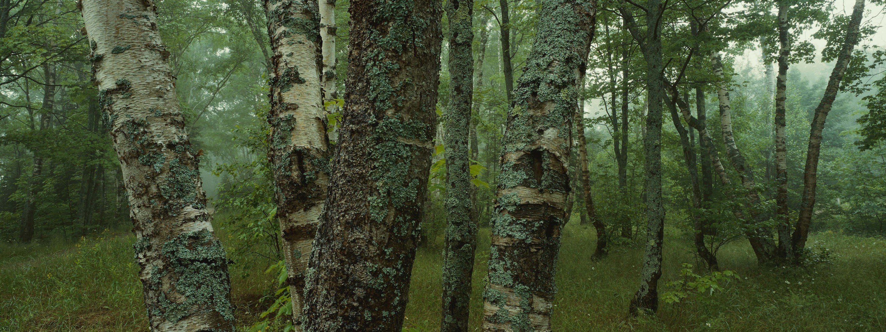 wald birken moos bäume