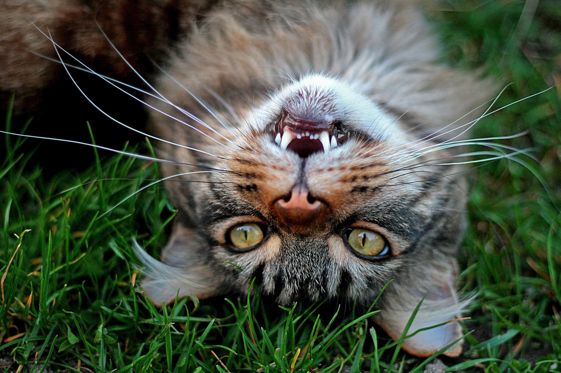 chat vue moustache